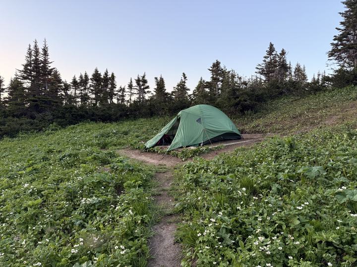 A footpath through white wildflowers leading to the tent at dusk